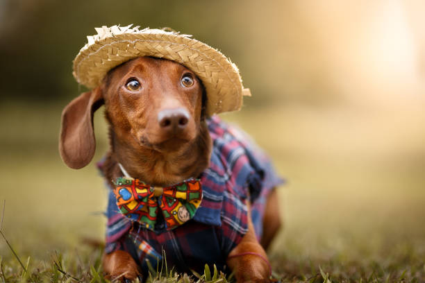Como Fazer Festa Junina em Casa: O Guia Criativo da Strip Me