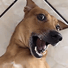 Camiseta Vira-Lata Caramelo: 7 modelos para exibir seu orgulho pelo doguinho mais brasileiro do mundo